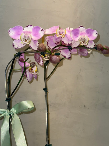 Orquidea com vaso ceramica