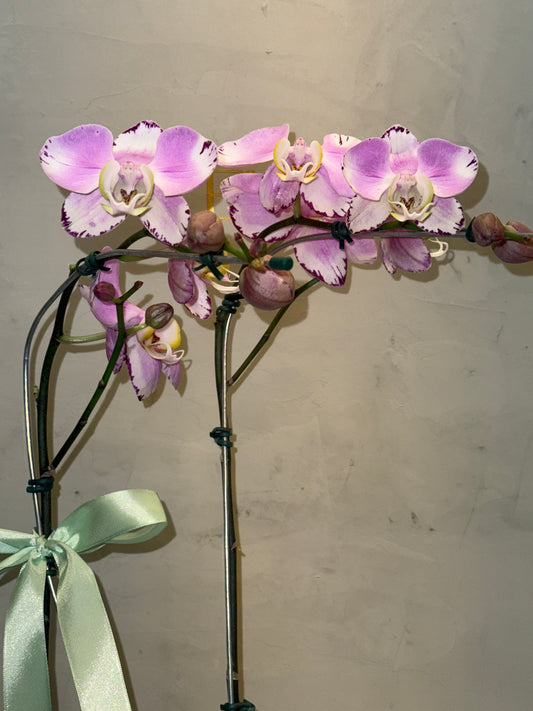 Orquídea com vaso cerâmico