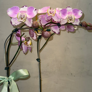 Orquidea com vaso ceramica