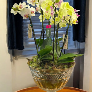 Arranjo Luxuoso com 4 Orquídeas – 8 Hastes em Taça de Vidro Elegante