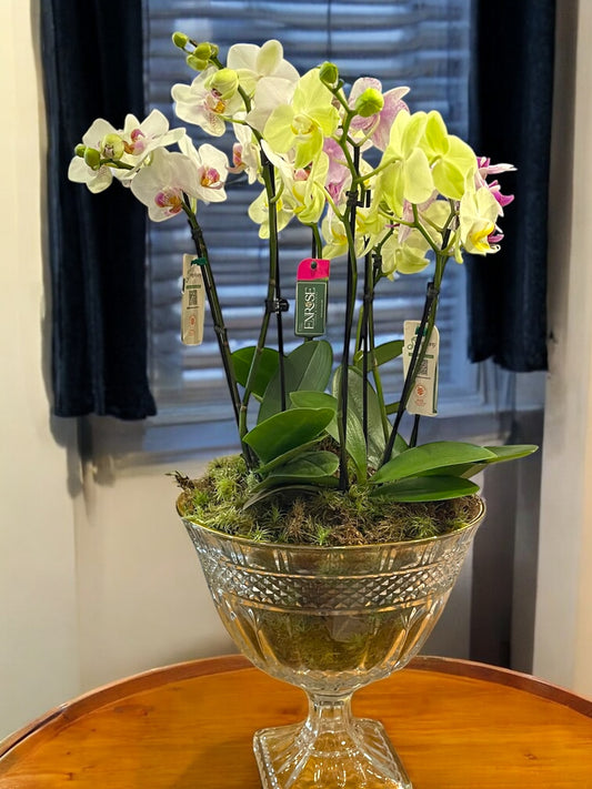 Arranjo Luxuoso com 4 Orquídeas – 8 Hastes em Taça de Vidro Elegante