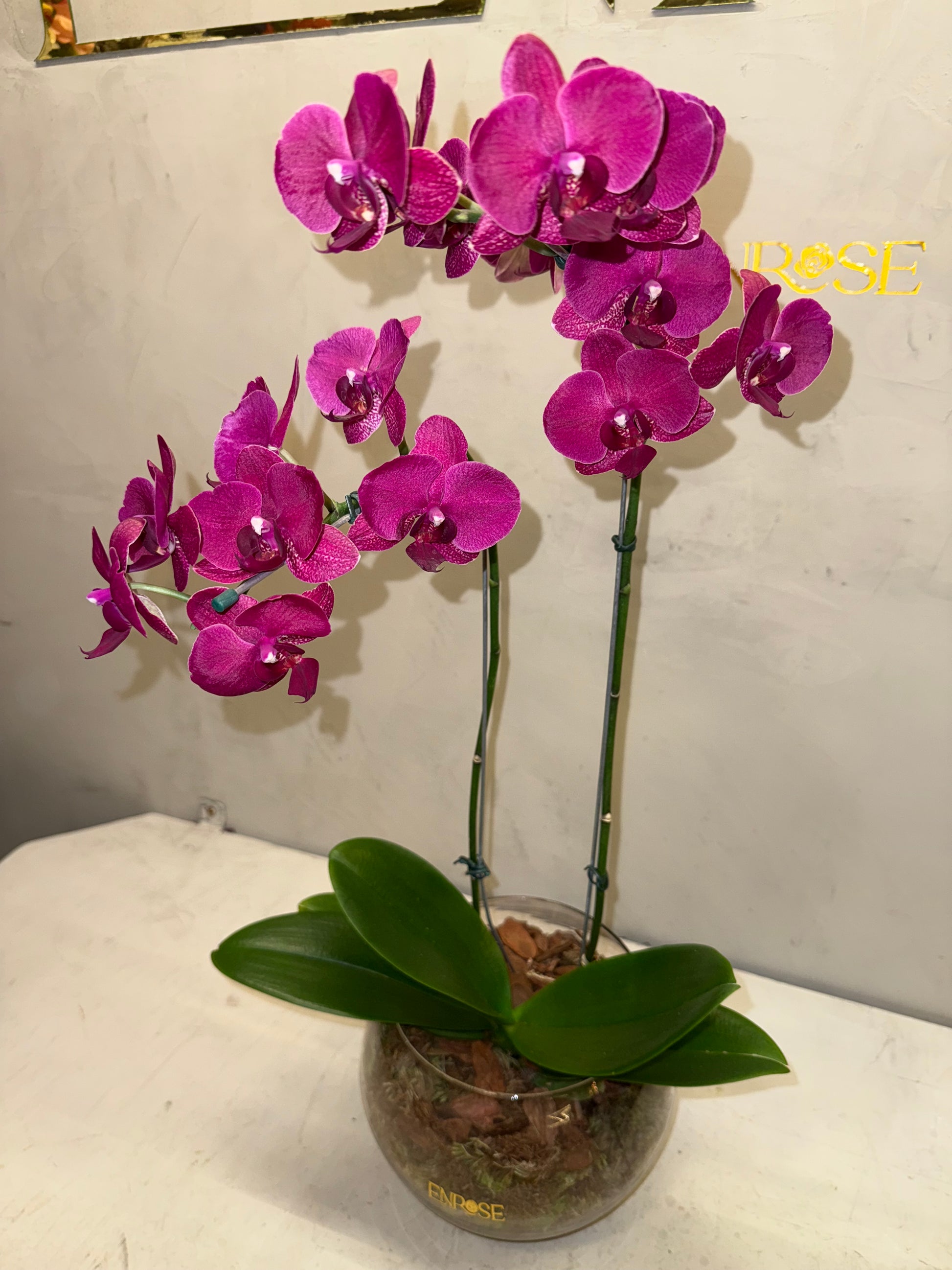 Orquidea