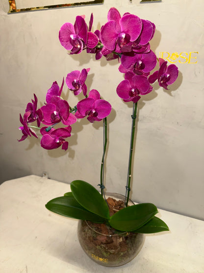 Orquídea Fúcsia Luxo ENROSE