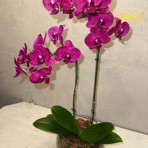 Orquidea