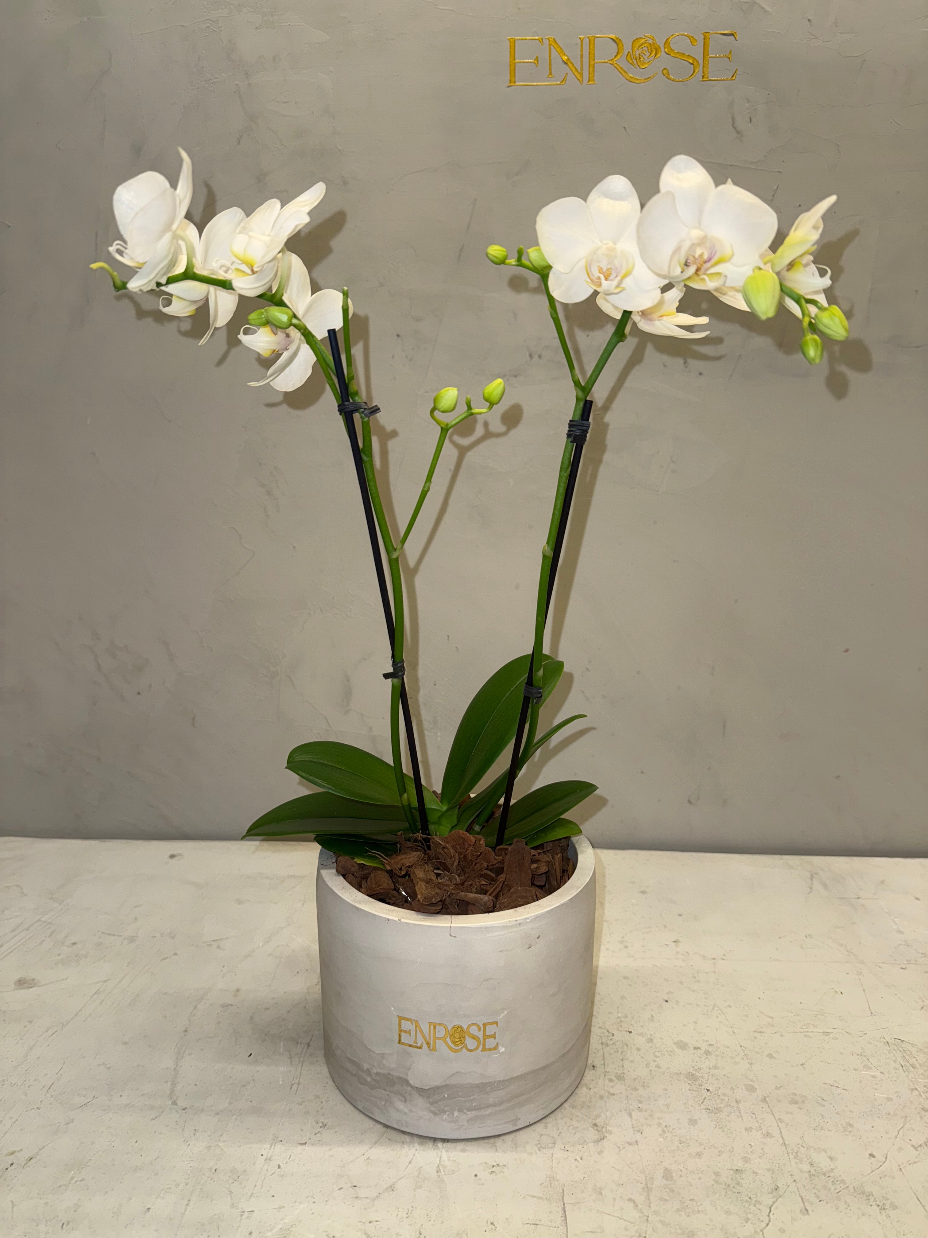 Mini Orquídea Phalaenopsis com vaso – enrose ltda