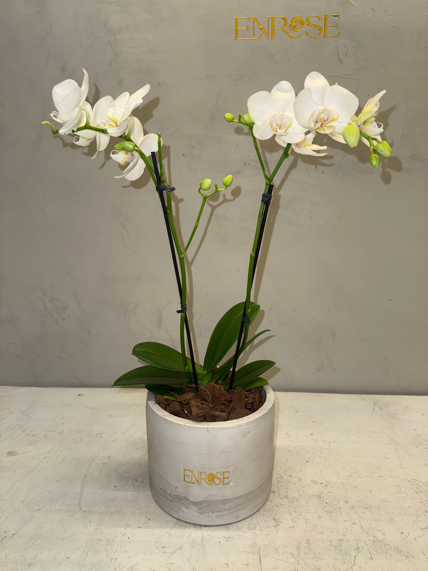 Mini Orquídea Phalaenopsis com vaso