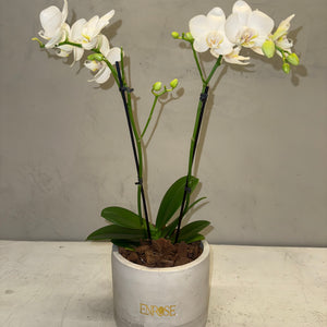 Mini Orquídea Phalaenopsis com vaso