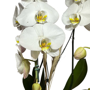 Orquídeas Cascata Triplas em Vaso de Vidro