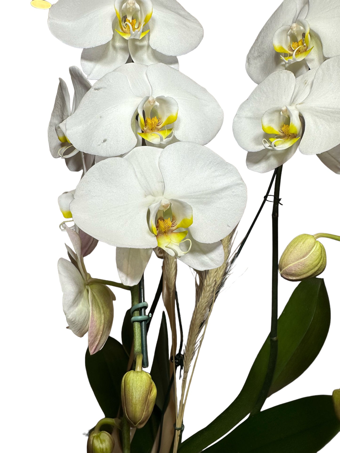 Orquídeas Cascata Triplas em Vaso de Vidro