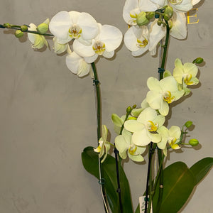 Orquídea Elegante em Vaso de Cerâmica Decorativa