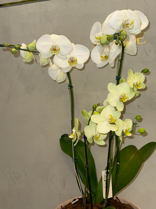 Orquídea Elegante em Vaso de Cerâmica Decorativa