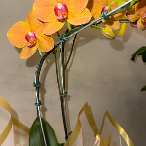 Orquídea Phalaenopsis laranja no caixa
