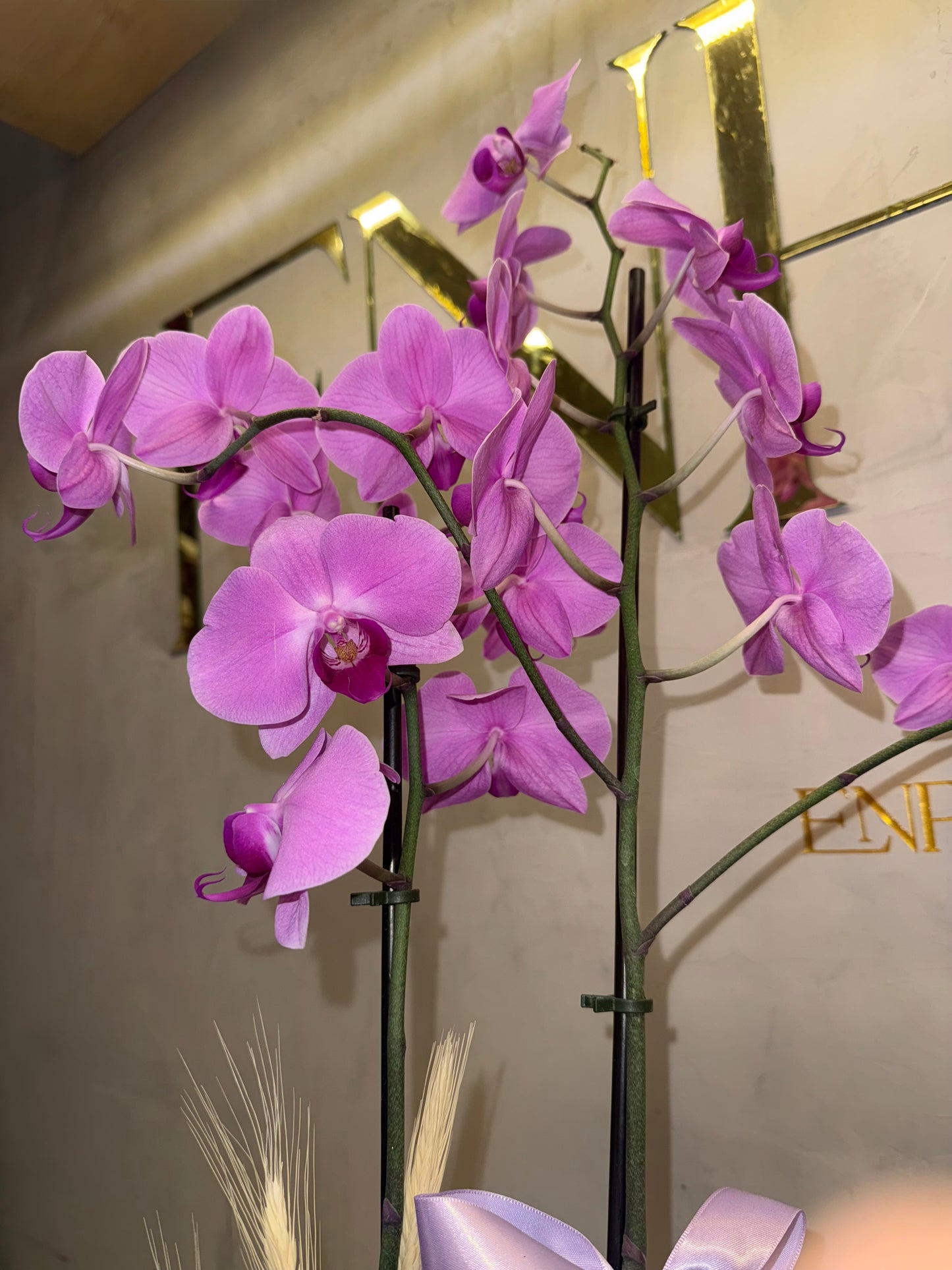 Orquídea Phalaenopsis com duas astes com caixa especial