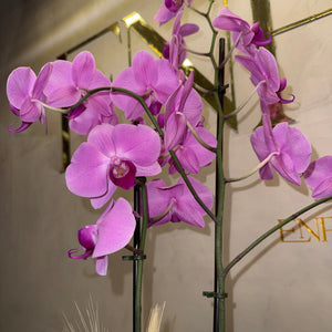 Orquídea Phalaenopsis com duas astes com caixa especial