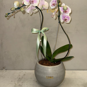Orquídea Phalaenopsis com vaso cimento