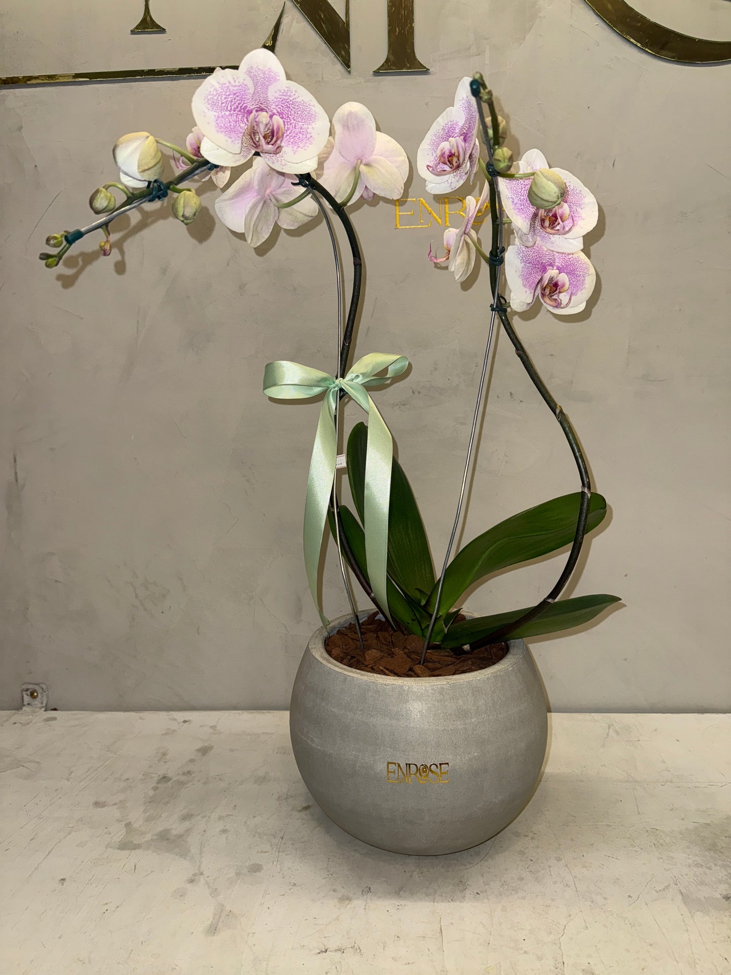 Orquídea Phalaenopsis com vaso cimento