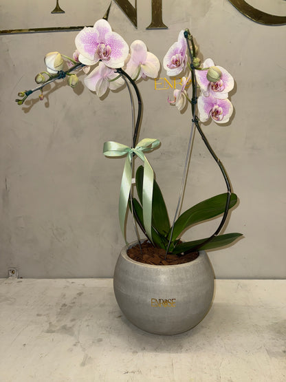 Orquídea Phalaenopsis com vaso cimento