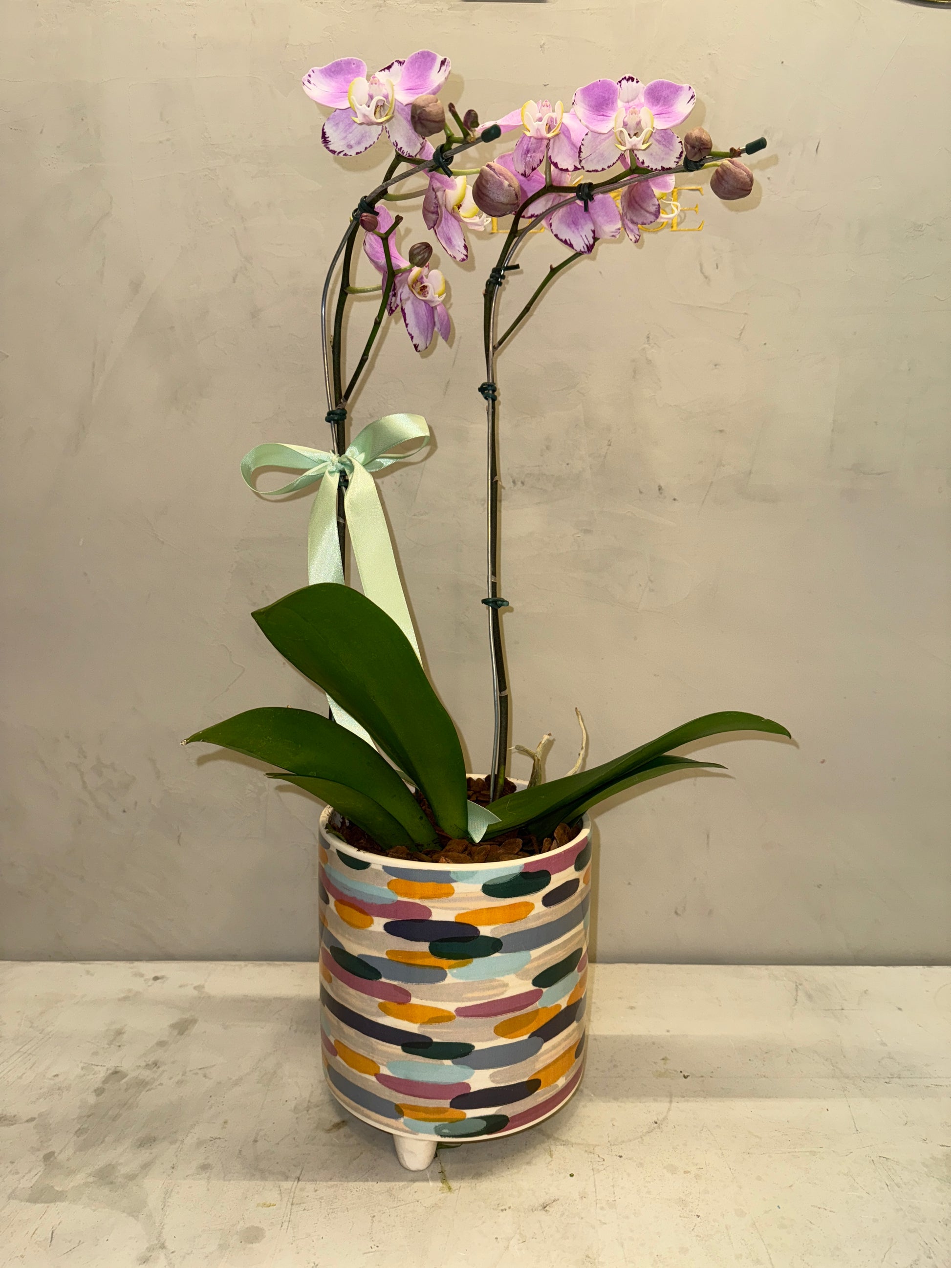 Orquidea com vaso ceramica