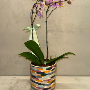 Orquidea com vaso ceramica