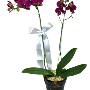 Large Elegant Purple Orchid in Ceramic Pot