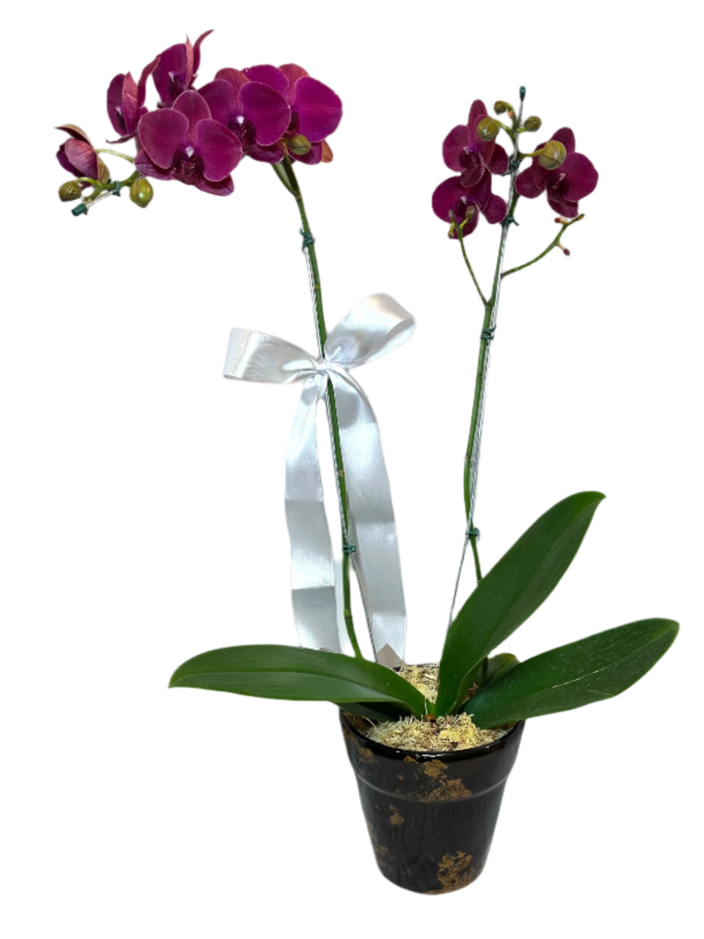 Orquídea elegante Roxa Grande em Vaso de Cerâmica