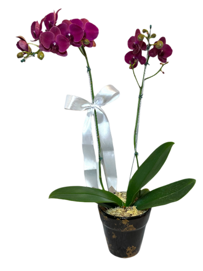 Orquídea elegante Roxa Grande em Vaso de Cerâmica