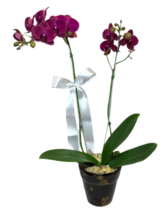 Orquídea elegante Roxa Grande em Vaso de Cerâmica