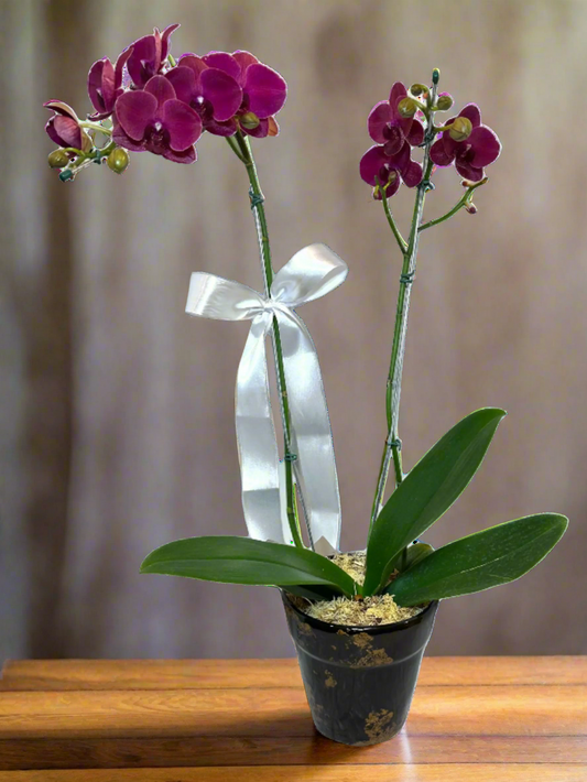 Orquídea elegante Roxa Grande em Vaso de Cerâmica