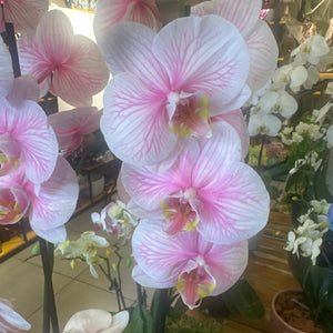 Arranjo com Orquídea Grande e Mini em Cor Especial na Caixa Rosa