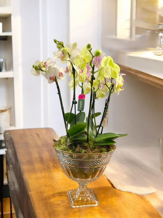 Arranjo Luxuoso com 4 Orquídeas – 8 Hastes em Taça de Vidro Elegante