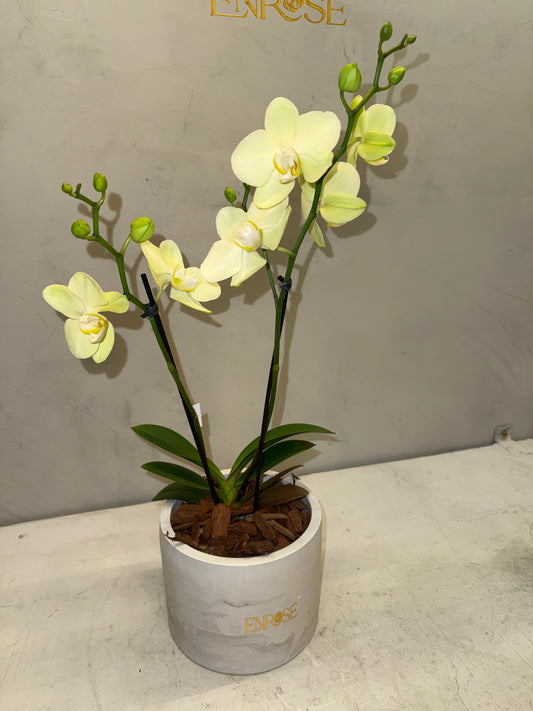 Orquídea Mini Amarela com vaso moderno de cimento queimado