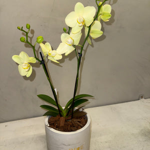 Orquídea Mini Amarela com vaso moderno de cimento queimado
