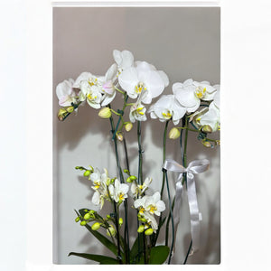 Orquídea Branca Exclusiva em Vaso Moderno