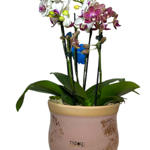 Two Mini Orchids in Ceramic Vase
