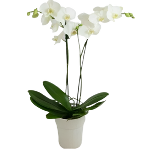 Orquídea Phalaenopsis Branca com vaso