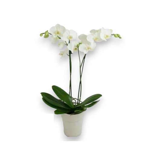 Orquídea Phalaenopsis Branca com vaso