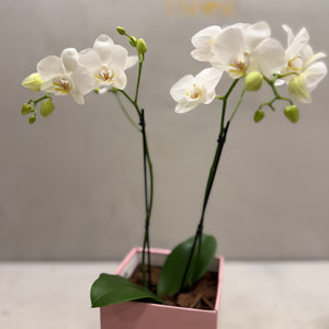Mini Orquídeas Brancas em Caixa Elegante