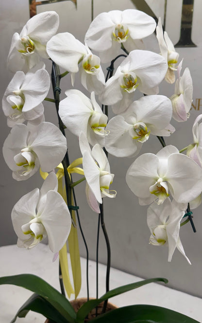 Orquídea Phalaenopsis Luxo Branca no Vaso Decorativo
