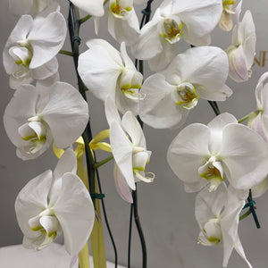 Orquídea Phalaenopsis Luxo Branca no Vaso Decorativo