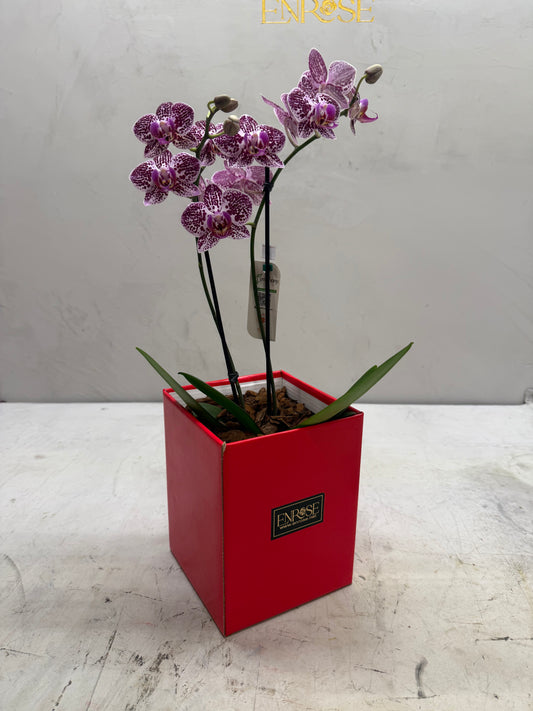 Mini Orquídeas Brancas em Caixa Elegante