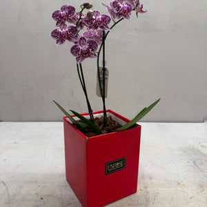Mini Orquídeas Brancas em Caixa Elegante