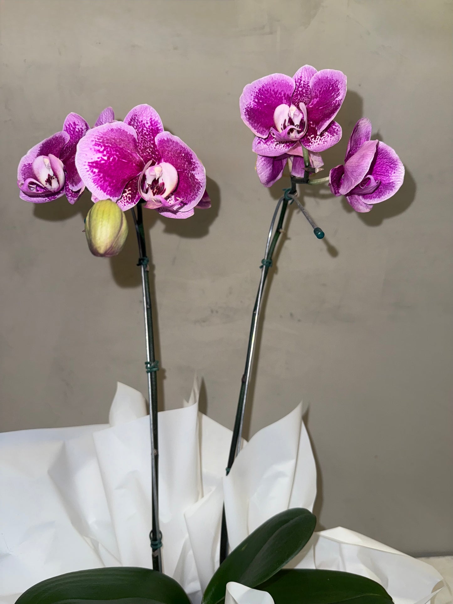 Orquídea Phalaenopsis com duas astes com cachepot de Papelão