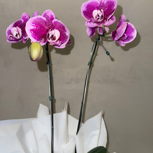 Orquídea Phalaenopsis com duas astes com cachepot de Papelão