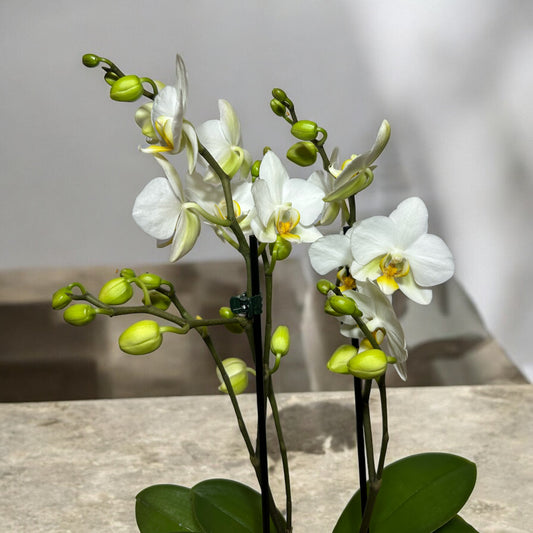 Mini Orquídeas Brancas em Caixa Elegante