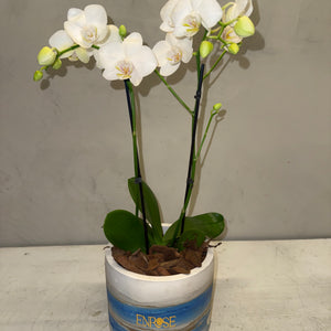 Orquídea Mini Branca com vaso moderno de cimento queimado