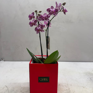 Mini Orquídeas Brancas em Caixa Elegante