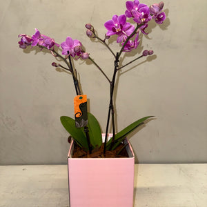 Mini Orquídeas magenta em Caixa
