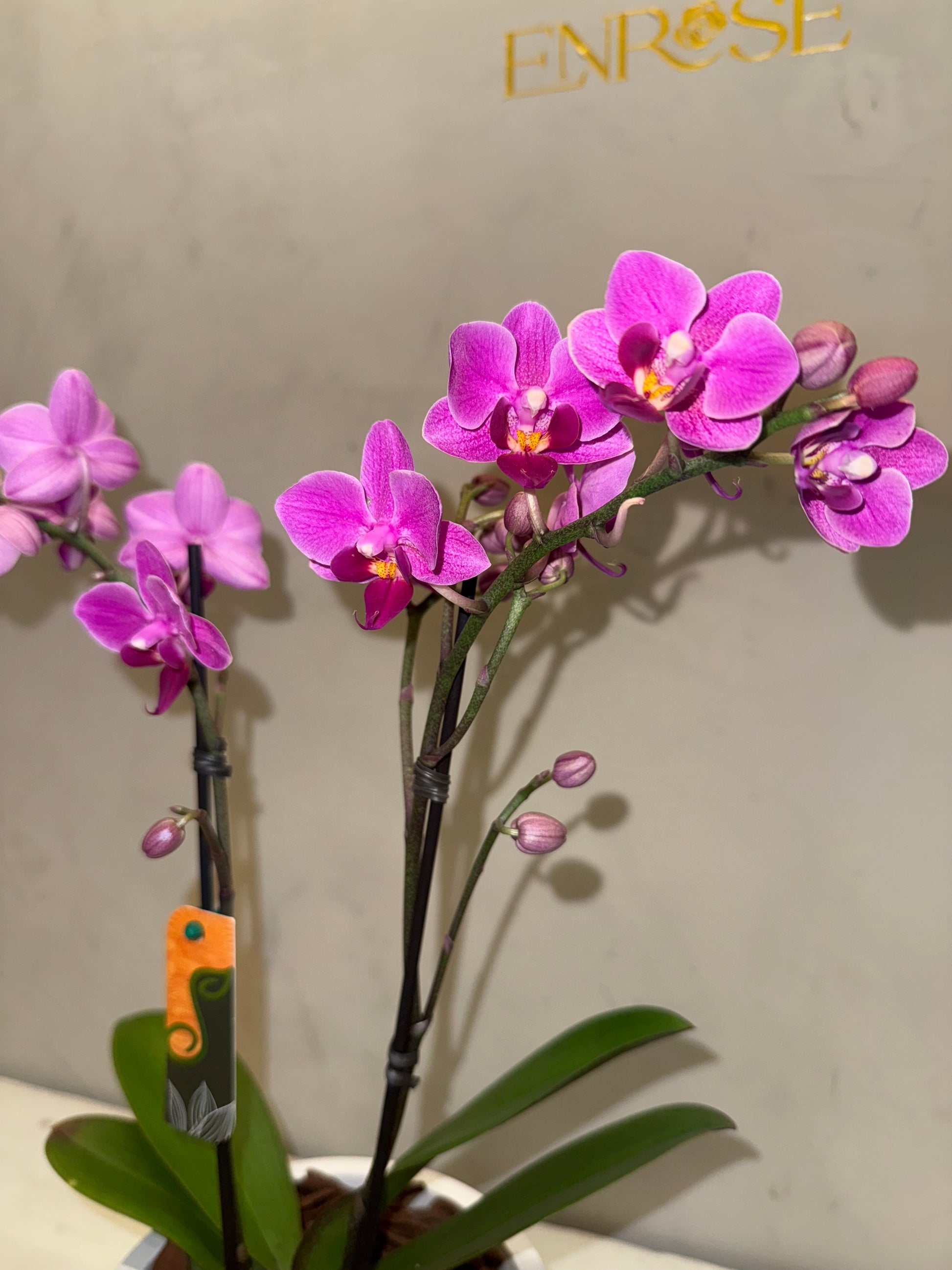 Orquídea Mini Magenta com vaso moderno de cimento queimado