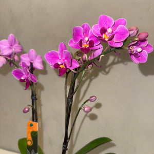 Orquídea Mini Magenta com vaso moderno de cimento queimado