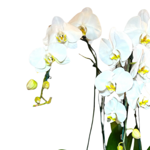 Orquídeas Cascata Triplas em Vaso de Vidro
